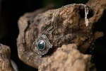 The Sovereign Velvet Talisman